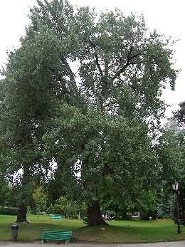 Chopo blanco - álamo blanco - Populus alba
