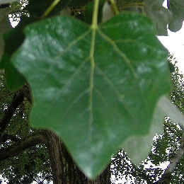 Chopo blanco - álamo blanco - Populus alba