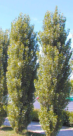 Chopo negro - álamo negro - Populus nigra