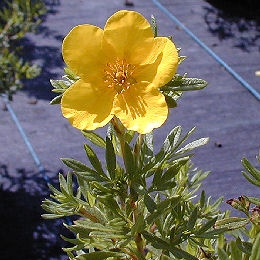 Potentilla - Potentilla fruticosa Potentilla - Potentilla fruticosa