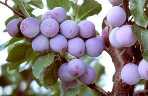 Ciruelo 'Reine Claude d�Althan'