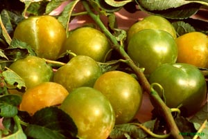 Ciruelo 'Reine Claude dor�e'