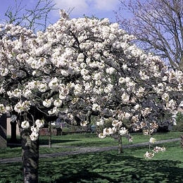 Cerezo silvestre - Prunus avium