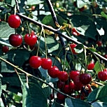 Cerezo silvestre - Prunus avium
