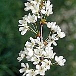 Cerezo silvestre - Prunus avium