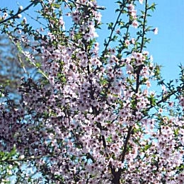Ciruelo mirobol�n- Prunus cerasifera - prunus myrobolana 