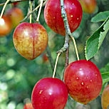 Ciruelo  mirobol�n- Prunus cerasifera - prunus myrobolana 