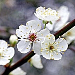 Ciruelo  mirobol�n- Prunus cerasifera - prunus myrobolana 