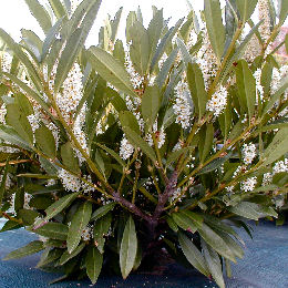Laurel cerezo 'Otto luyken' - Prunus laurocerasus 'Otto Luyken' 
