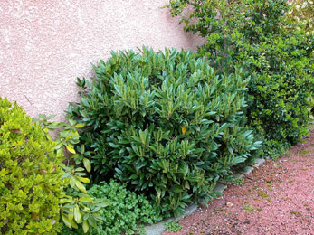 Laurel cerezo 'Otto luyken' - Prunus laurocerasus 'Otto Luyken' 