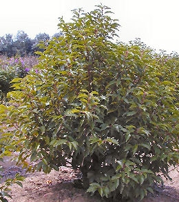 Laurel de Portugal - loro - palo loro - Prunus lusitanica - laurocerasus lusitanica