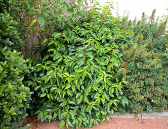 Laurel de Portugal - loro - palo loro - Prunus lusitanica - laurocerasus lusitanica
