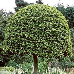 Laurel de Portugal - loro - palo loro - Prunus lusitanica - laurocerasus lusitanica