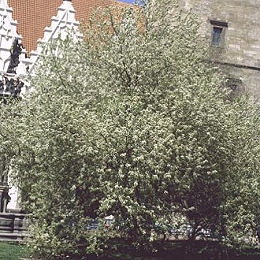 Cerezo de santa Lucia o Cerecino - Prunus mahaleb o Cerasus mahaleb