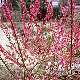 Albaricoquero japon�s  - Prunus mume - armeniaca mume