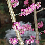 Albaricoquero japon�s  - Prunus mume - armeniaca mume