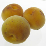 Albaricoquero japon�s  - Prunus mume - armeniaca mume