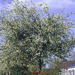 Cerezo de racemos - cerezo aliso- Prunus padus - padus racemosa