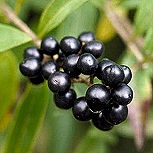 Cerezo de racemos - cerezo aliso- Prunus padus - padus racemosa