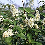Cerezo de racemos - cerezo aliso- Prunus padus - padus racemosa