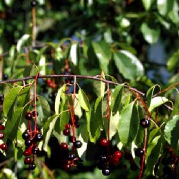 Cerezo negro - Prunus serotina