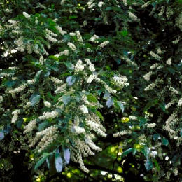 Cerezo negro - Prunus serotina