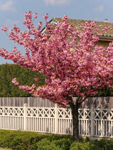 Cerezo de Jap�n - Prunus serrulata