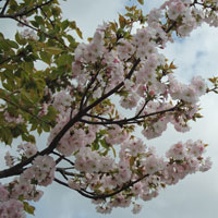 Cerezo de Jap�n - Prunus serrulata - Floraci�n