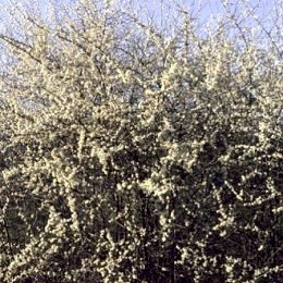 Endrino - Prunus spinosa