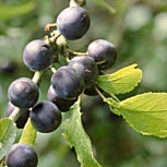 Endrino - Prunus spinosa