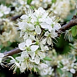 Endrino - Prunus spinosa
