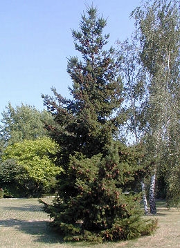 Abeto de Douglas - pino de Oregón - Pseudotsuga menziesii