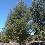 Abeto de Douglas - pino de Oreg�n - Pseudotsuga menziesii 