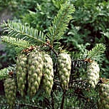 Abeto de Douglas - pino de Oreg�n - Pseudotsuga menziesii 