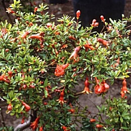 Granado enano - Punica granatum nana