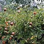 Granado enano - Punica granatum nana