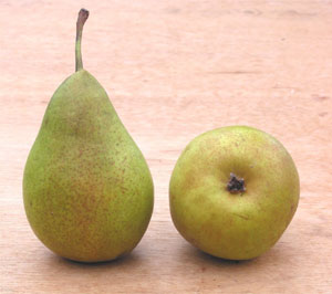 Peral 'Louise Bonne'