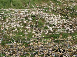Flores de Nashi o pera asi�tica