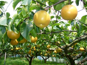 Frutos de Nashi o pera asi�tica