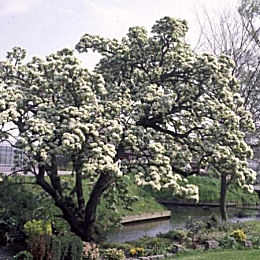  Peral silvestre - Pyrus communis - pyrus pyraster