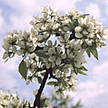  Peral silvestre - Pyrus communis - pyrus pyraster
