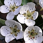  Peral silvestre - Pyrus communis - pyrus pyraster