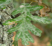 Roble tauzin � Quercus pyrenaica - Hojas