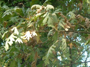 Roble tauzin � Quercus pyrenaica