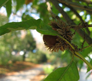 Roble a hojas de casta�o - Quercus acutissima - Hojas