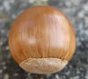 Roble a hojas de casta�o - Quercus acutissima - Frutas