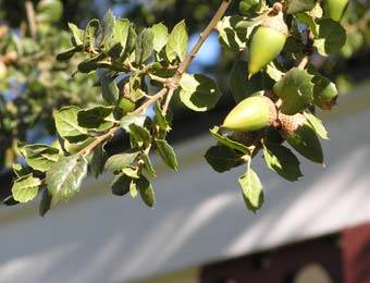 Roble de la costa o Encino, Quercus agrifolia