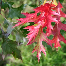 Roble escarlata, Quercus coccinea