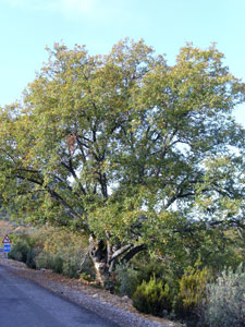 Roble de Portugal - Quercus faginea