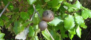 Roble de Portugal - Quercus faginea - Frutas